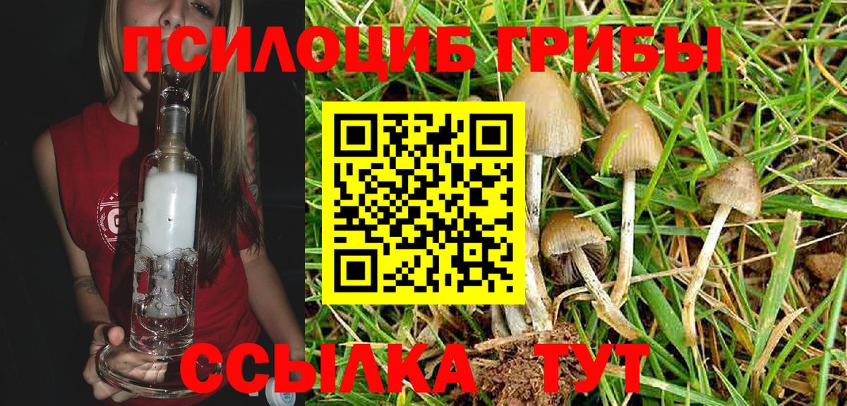 Псилоцибиновые грибы Psilocybe Нурлат